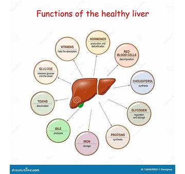 Liver Function Support